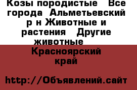 Козы породистые - Все города, Альметьевский р-н Животные и растения » Другие животные   . Красноярский край